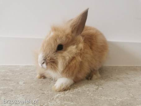 Króliki miniaturki