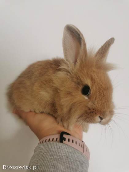 Króliki miniaturki