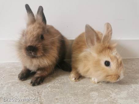 Króliki miniaturki