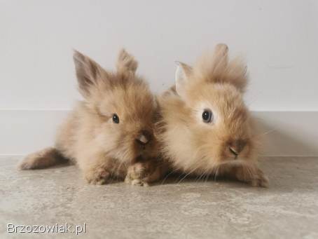 Króliki miniaturki