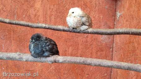 Kurczęta marans i araukana ogoniasta