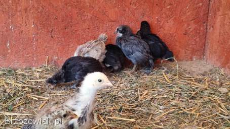 Kurczęta marans i araukana ogoniasta