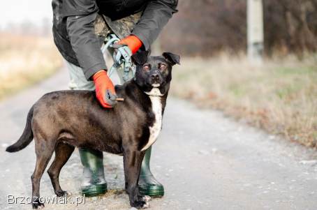 Czester – młody,  przyjazny pies szuka domu!