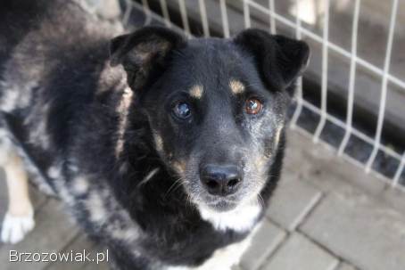 Perełka -  rezolutna,  wesoła seniorka szuka domu!