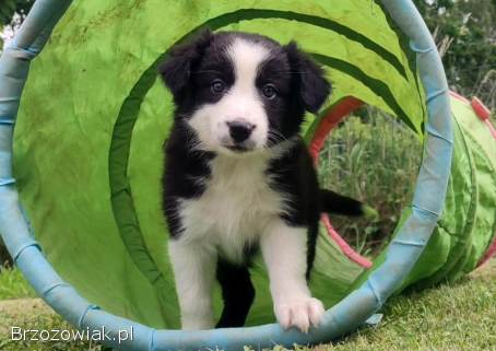 Rasowa suczka border collie z Hodowli,  komplet dok.