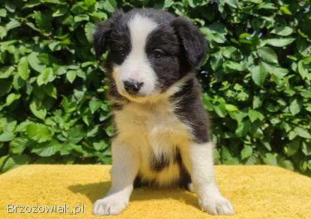 Rasowa suczka border collie z Hodowli,  komplet dok.