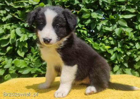 Rasowa suczka border collie z Hodowli,  komplet dok.
