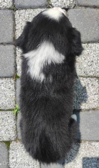 Rasowa suczka border collie z Hodowli,  komplet dok.