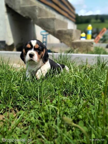 Beagle