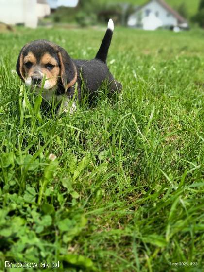 Beagle