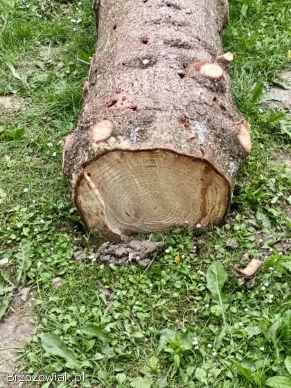 Sprzedam drzewo