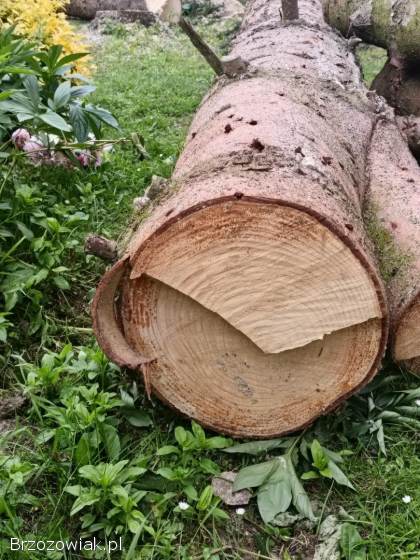 Sprzedam drzewo
