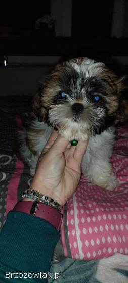 Shih tzu,  z dokumentami czysta rasa suka samodzielna