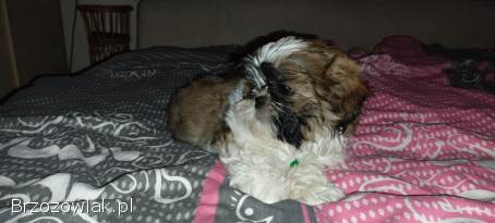 Shih tzu,  z dokumentami czysta rasa suka samodzielna