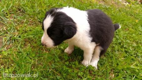 Szczeniaki border collie