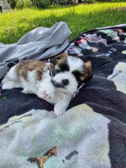 Suczka Shih Tzu