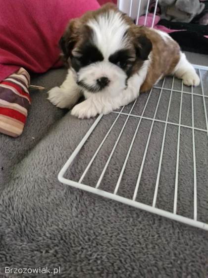 Suczka Shih Tzu