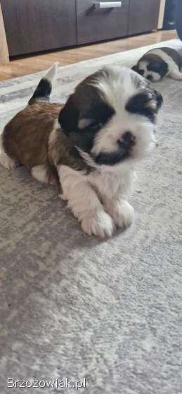 Suczka Shih Tzu