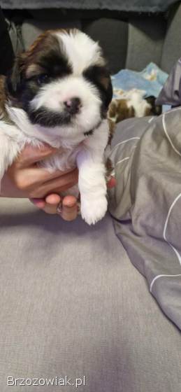 Suczka Shih Tzu
