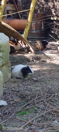 Świnki morskie,  roztety,  gładkie,  mix kolorów Karwia domowa