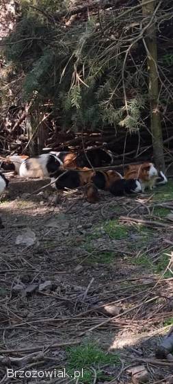 Świnki morskie,  roztety,  gładkie,  mix kolorów Karwia domowa