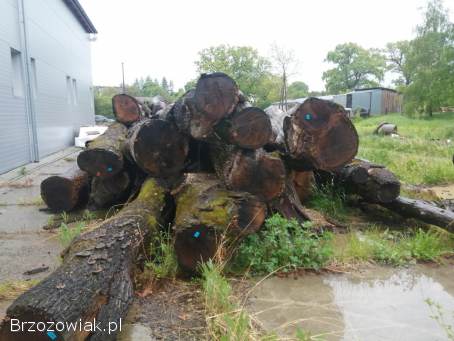 Sprzedam Dąb w klocu,  45 kubików