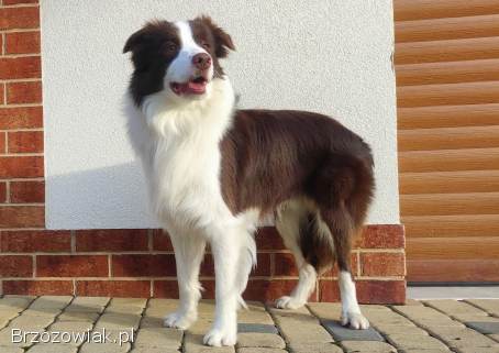 Border Collie -  Rasowy pies maści ee-red,  komplet dok.
