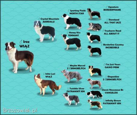 Border Collie -  Rasowy pies maści ee-red,  komplet dok.