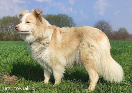 Border Collie -  Rasowy pies maści ee-red,  komplet dok.