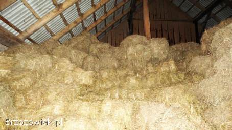 Siano w kostkach z 2025r