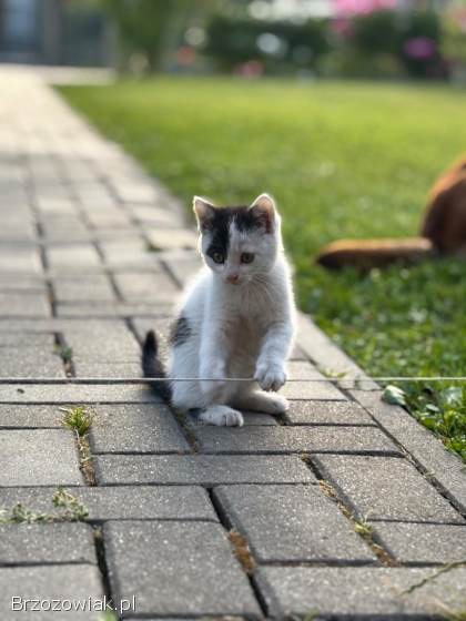Oddam kotki w dobre ręce