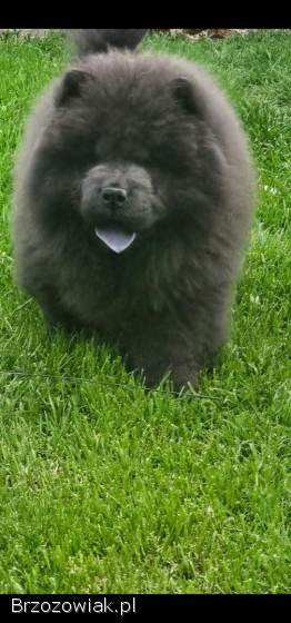 Piekny MIS CHOW CHOW PIES I SUCZKA