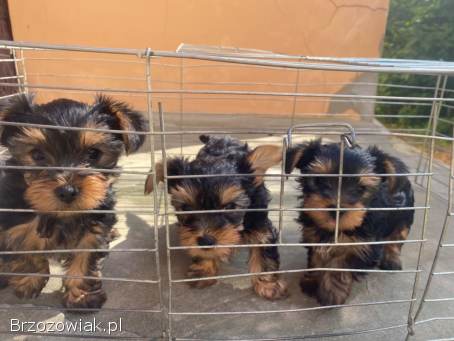 York Terrier