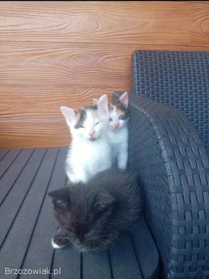 Oddam 6 tygodniowe kotki