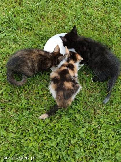 Oddam 6 tygodniowe kotki