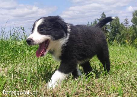 BORDER COLLIE z Hodowli -  Rasowy pies z pełną dok.