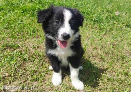 BORDER COLLIE z Hodowli -  Rasowy pies z pełną dok.