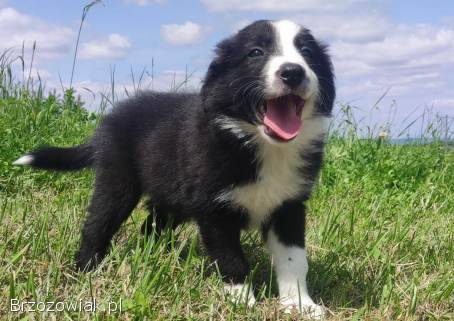 BORDER COLLIE z Hodowli -  Rasowy pies z pełną dok.