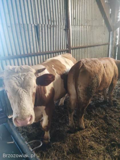 Sprzedam byczka i jalówke