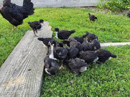 Kurczęta australorpy australorp