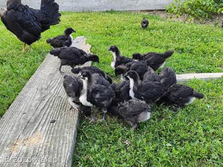 Kurczęta australorpy australorp