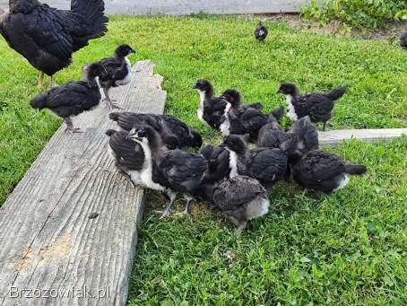 Kurczęta australorpy australorp