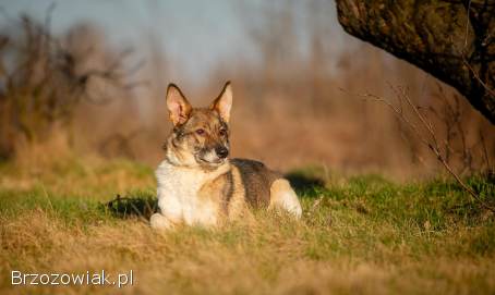 Czesmir -  wpatrzony w człowieka,  łagodny,  kochany psiak BŁAGA o dom