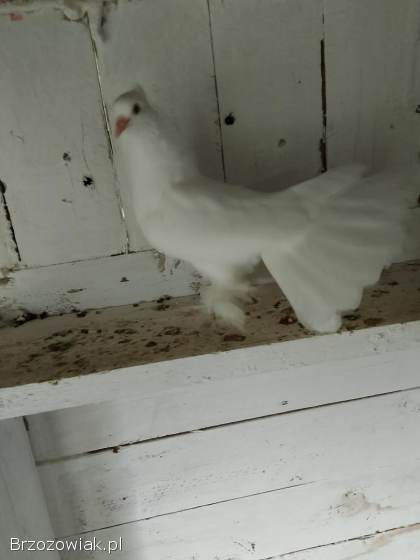 Pawik Indyjski czystej rasy