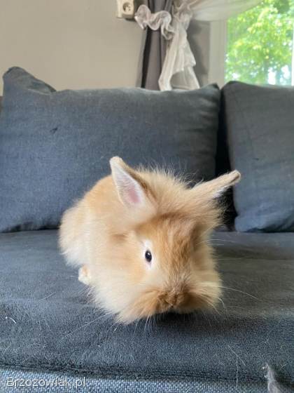 Króliki miniaturowe z długą sierścią