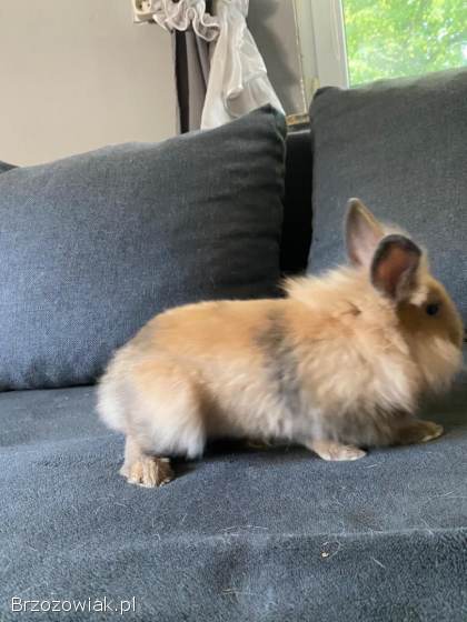 Króliki miniaturowe z długą sierścią