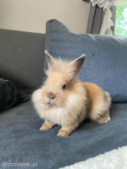 Króliki miniaturowe z długą sierścią