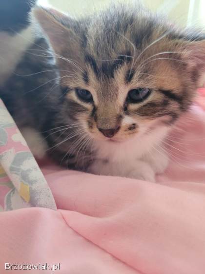 Małe kotki