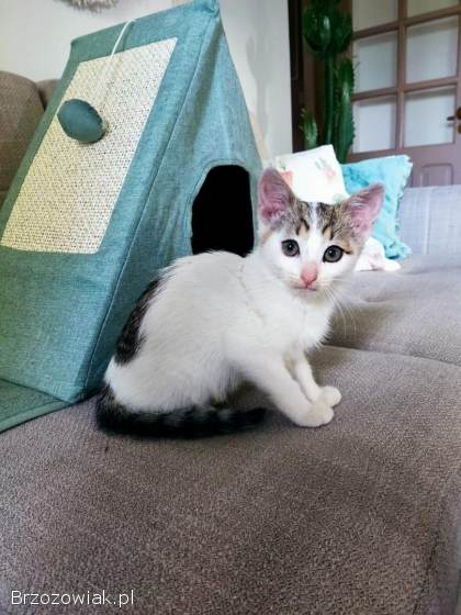Oddam małego kotka