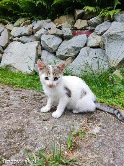 Oddam małego kotka